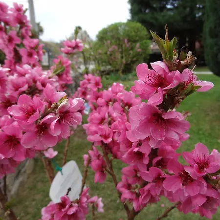 I Tre Pini *